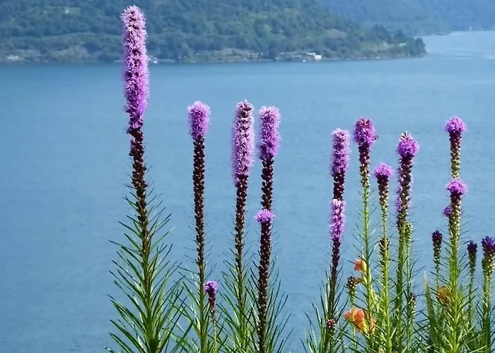 Casa Panorama Brissago